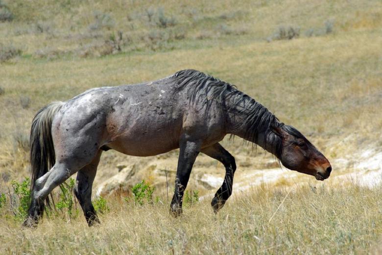 Free stock image of Feral Horses created by Pixabay
