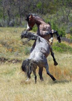 Feral Horses - Free Stock Photo