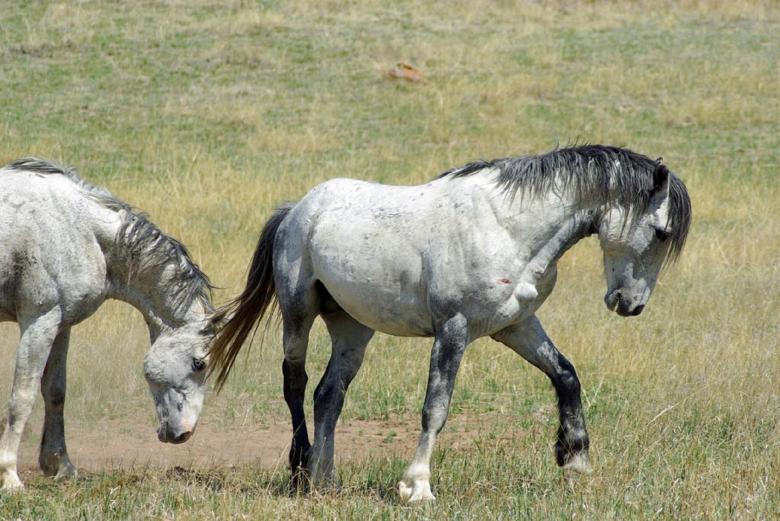 Free stock image of Feral Horses created by Pixabay