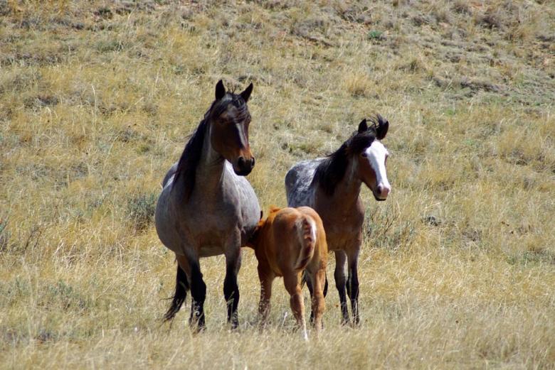 Free stock image of Wild Horses created by Pixabay