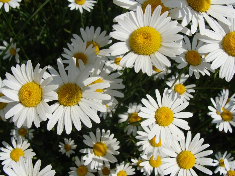 Free stock image of White Flowers created by Pixabay