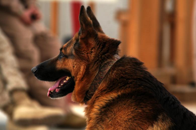 Free stock image of German Shepherd created by Pixabay