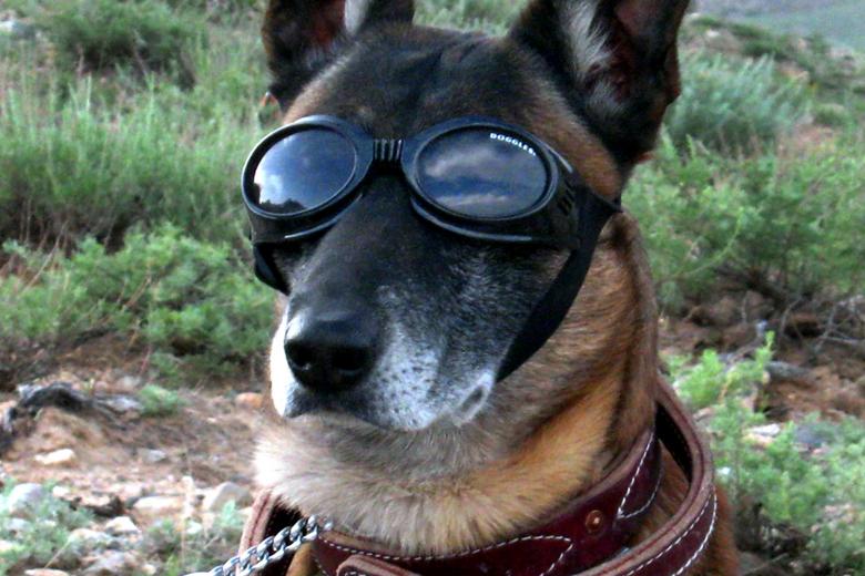 Free stock image of German Shepherd created by Pixabay