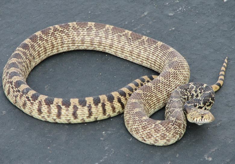Free stock image of Gopher Snake created by Pixabay