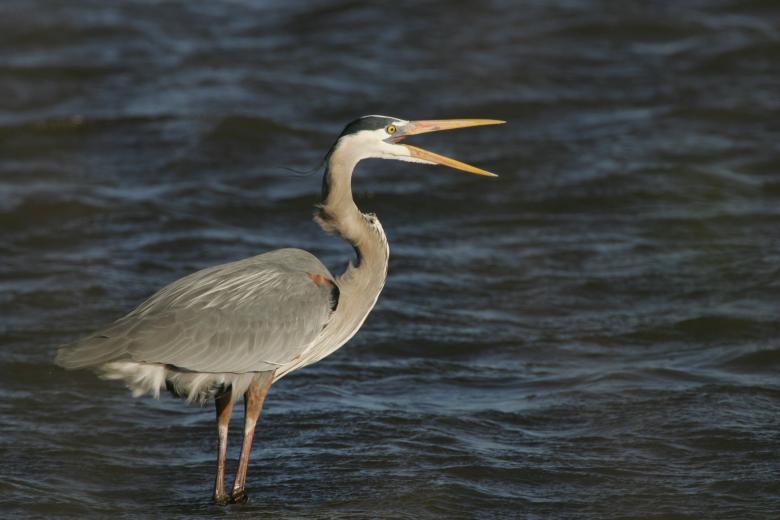 Free stock image of Blue Heron in the River created by Pixabay