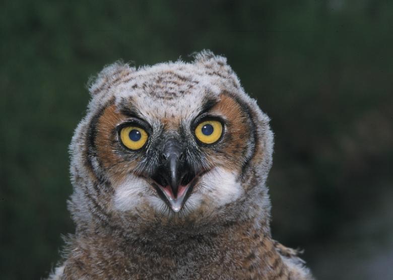 Free stock image of Great Horned Owl created by Pixabay