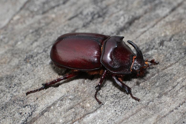 Free stock image of Wild Insect created by Pixabay