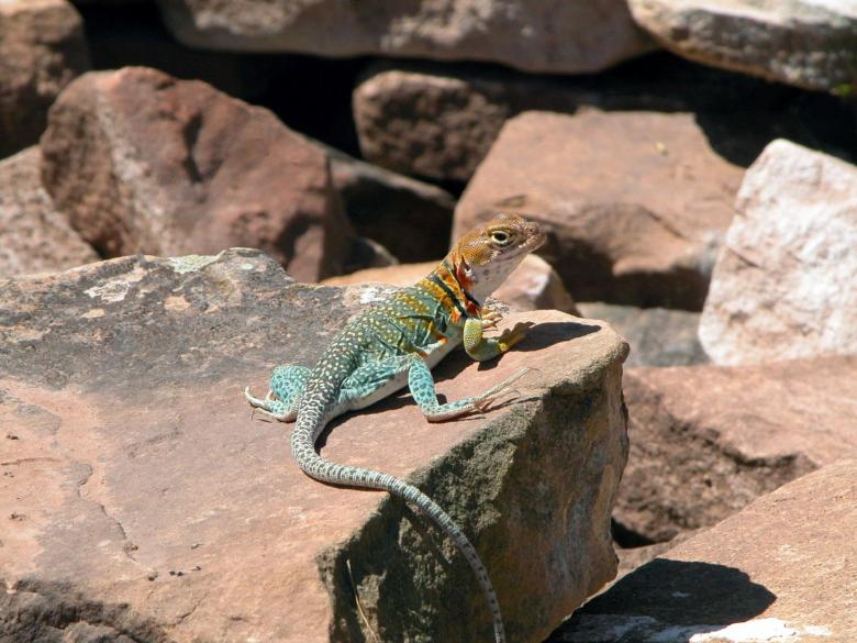 Free stock image of Lizard on the Rock created by Pixabay