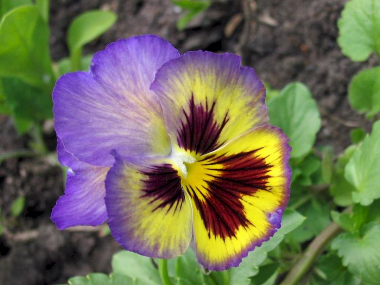 Free stock image of Fresh Pansy created by Pixabay