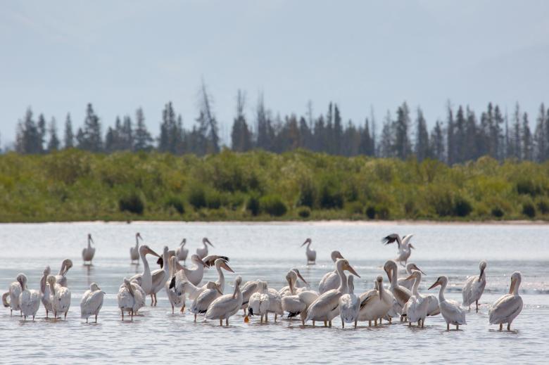 Free stock image of Pelicans in the River created by Pixabay