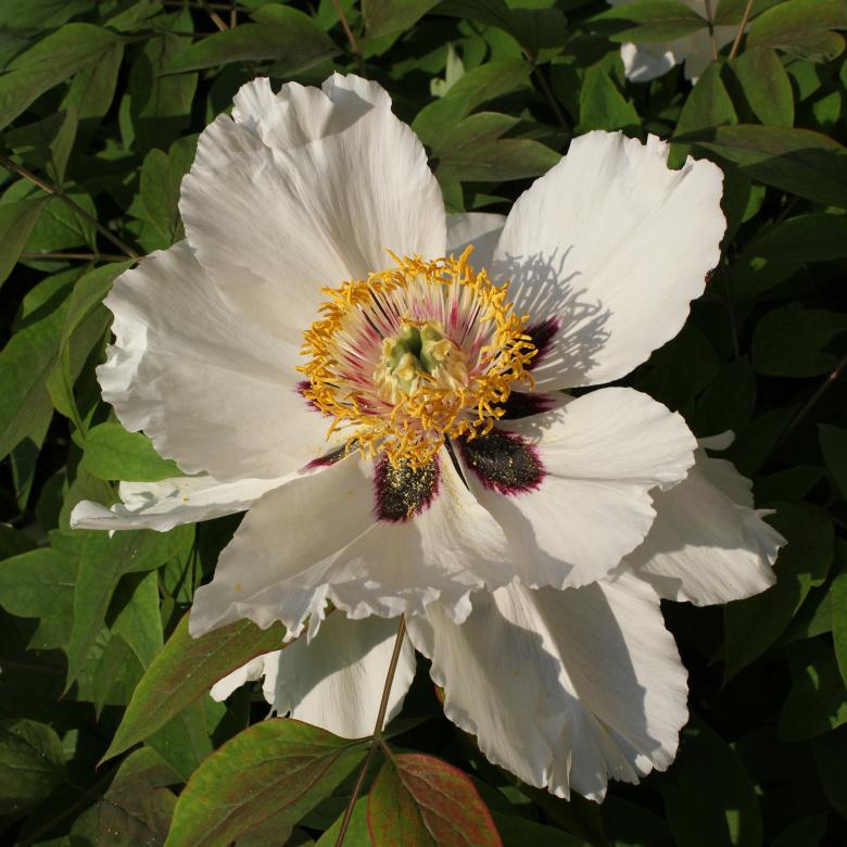 Free stock image of Rock Peony created by Pixabay