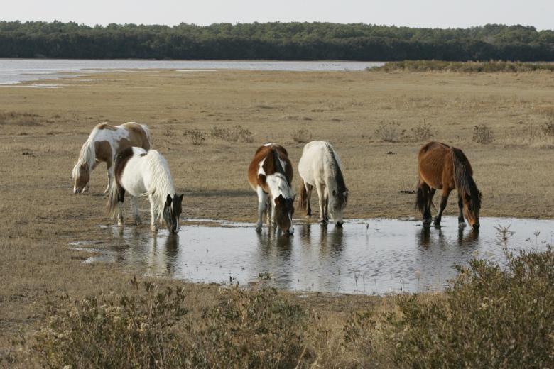 Free stock image of Wild Horses created by Pixabay