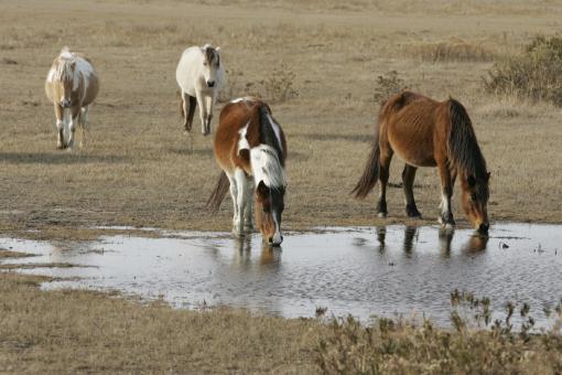 Free Stock Photo of Wild Horses