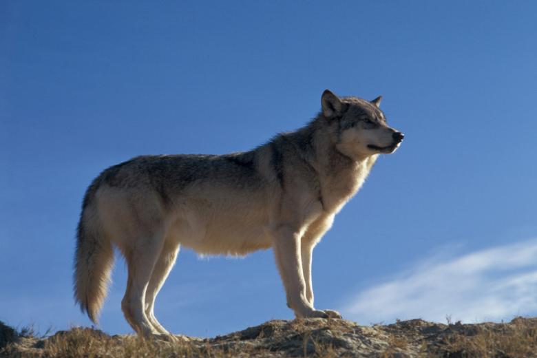 Free stock image of Alpha created by Pixabay