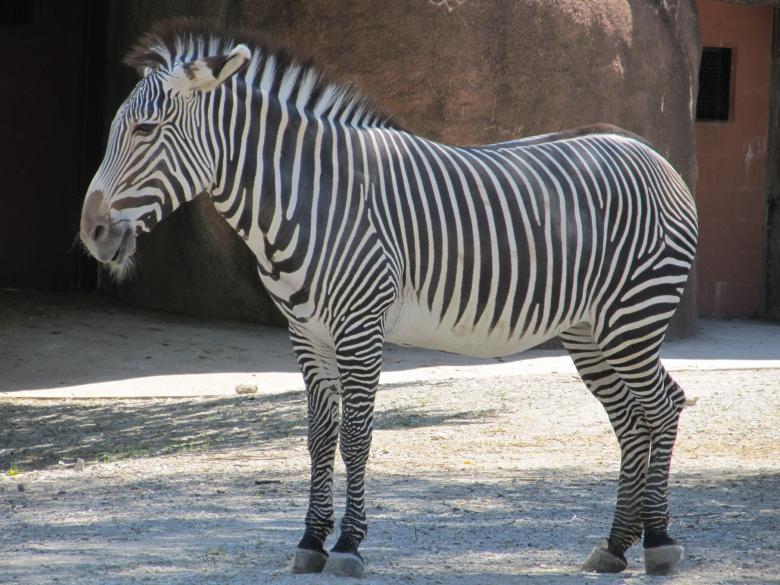 Free stock image of Zebra in the Zoo created by Pixabay