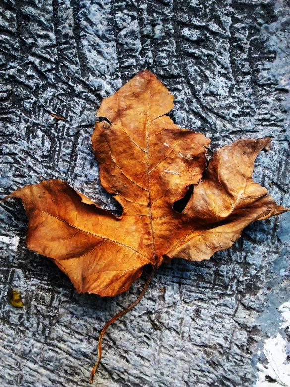 Free stock image of The Dead Leaf created by B