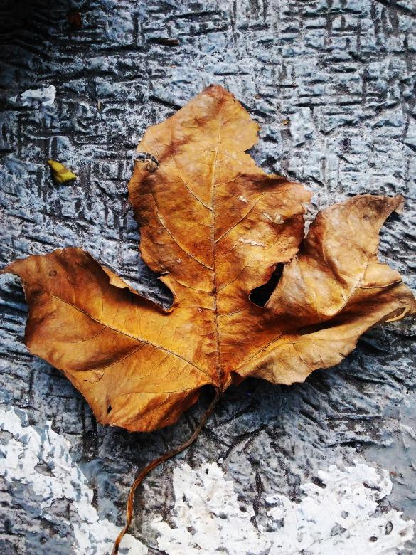 Free stock image of The Dead Leaf created by B