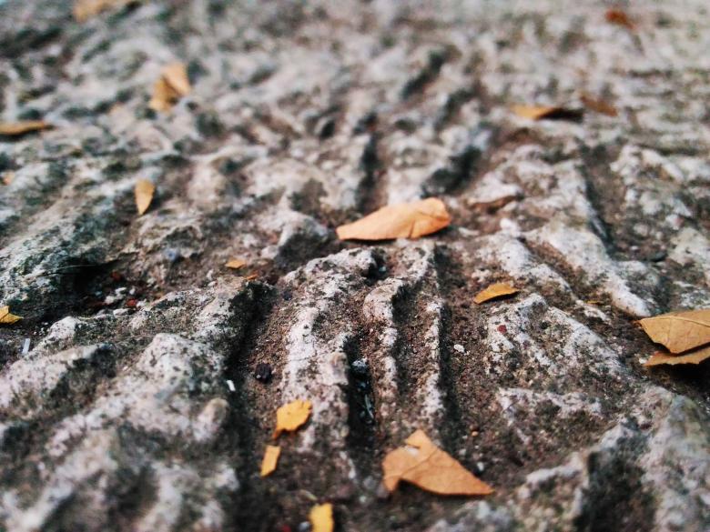 Free stock image of White Ground With Leaves created by B