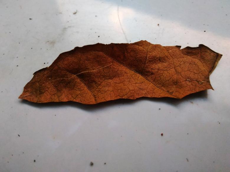 Free stock image of Dead Leaf created by B