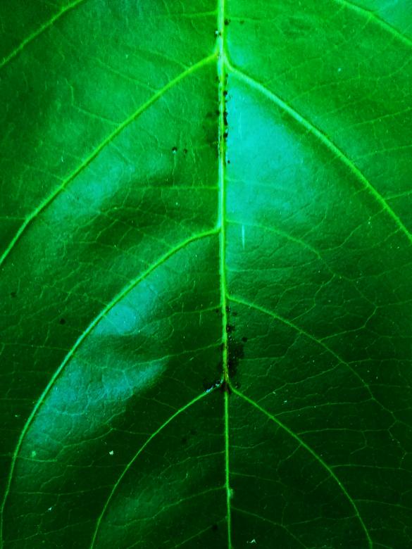Free stock image of Green Leaf Texture created by B
