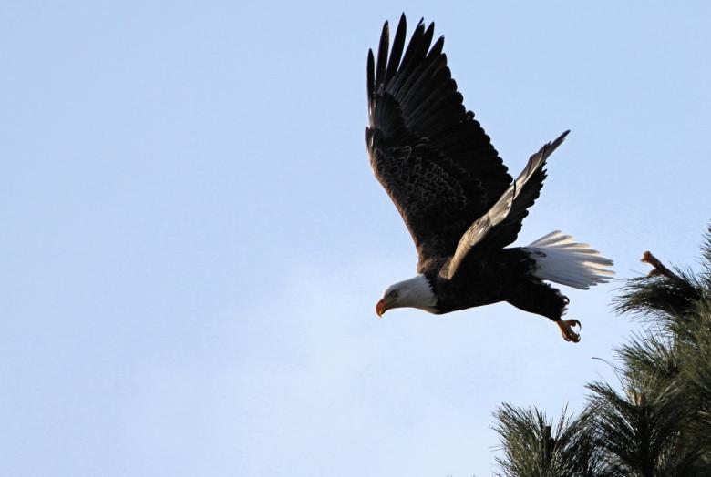 Free stock image of Bald Eagle Flying created by Pixabay