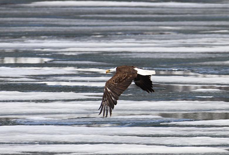 Free stock image of Bald Eagle Flying created by Pixabay