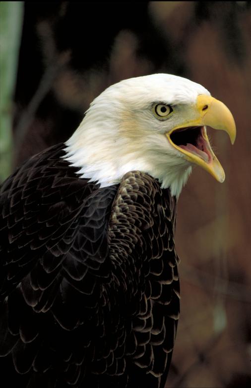 Free stock image of Bald Eagle created by Pixabay