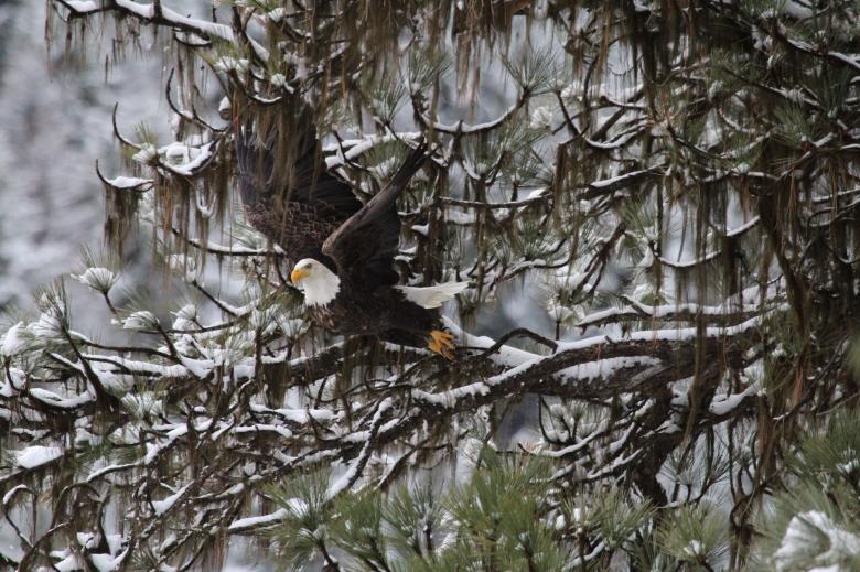 Free stock image of Bald Eagle Takingoff created by Pixabay
