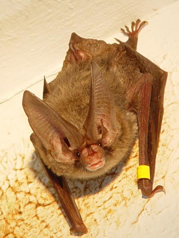 Free stock image of Bat Closeup created by Pixabay
