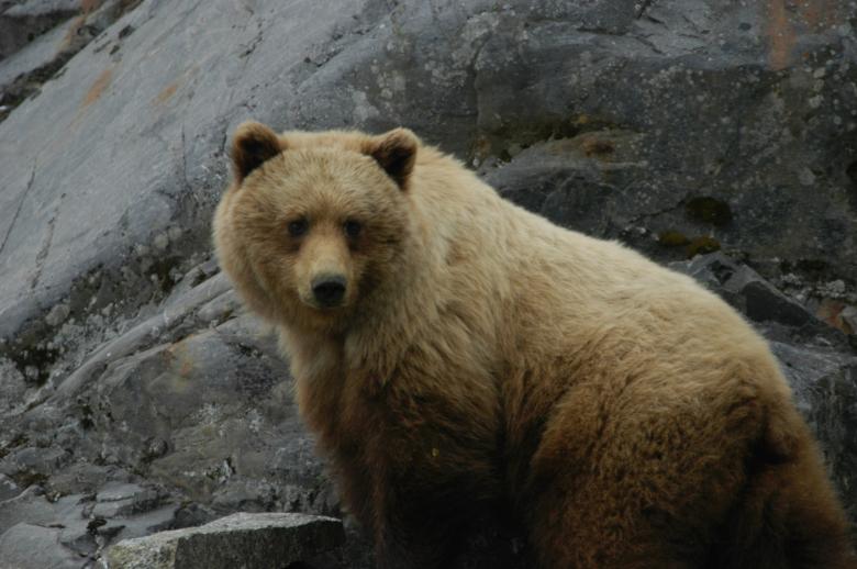 Free stock image of Grizzly Bear created by Pixabay
