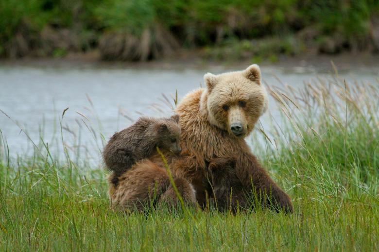 Free stock image of Mother Bear created by Pixabay
