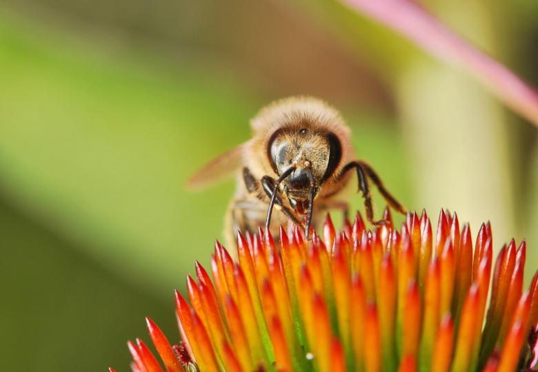Free stock image of Bee in the Garden created by Pixabay