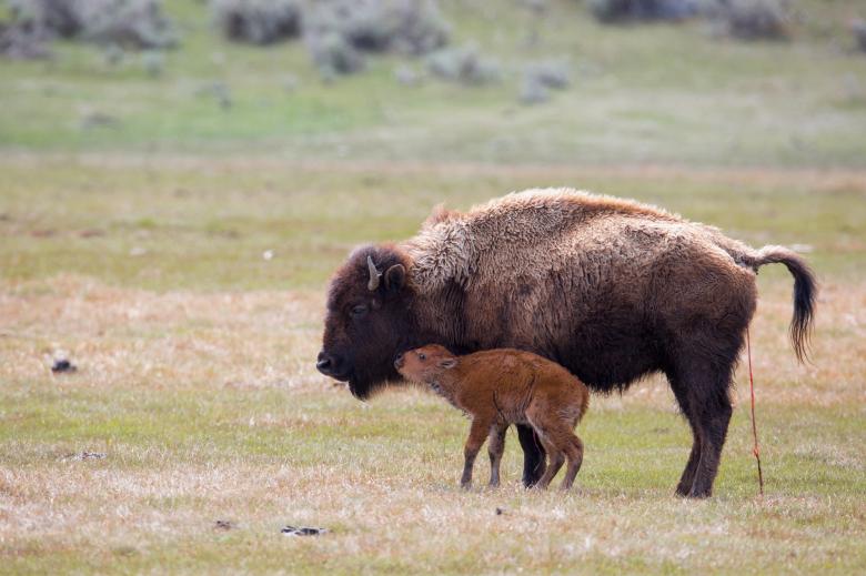 Free stock image of Wild Bison created by Pixabay