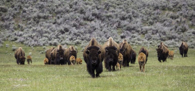 Free stock image of Wild Bisons created by Pixabay