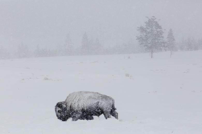Free stock image of Wild Bison created by Pixabay