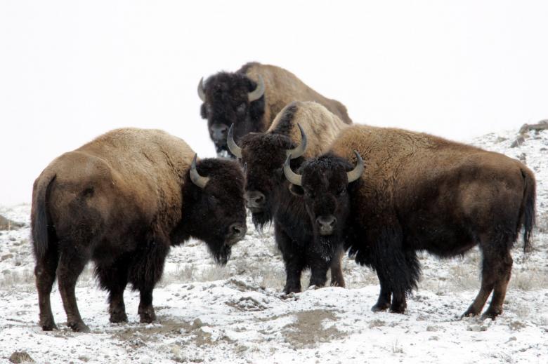 Free stock image of Wild Bisons created by Pixabay