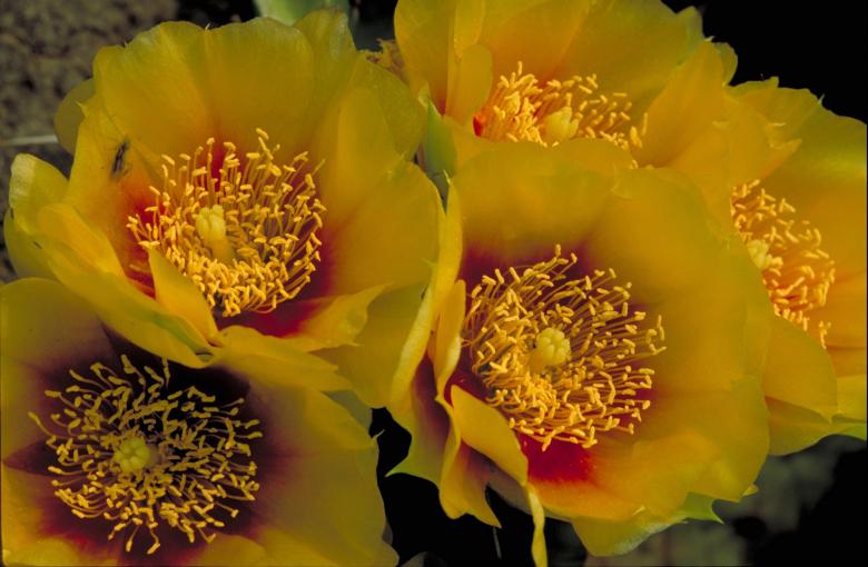 Free stock image of Blooming Flowers created by Pixabay