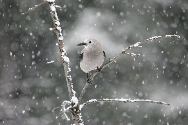 Free stock image of Clarks Nutcracker created by Pixabay