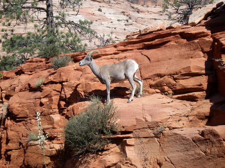 Free stock image of Desert Bighorn Sheep created by Pixabay