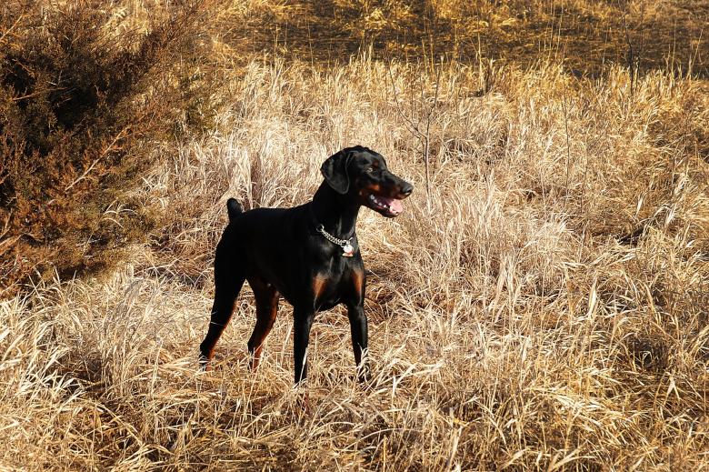 Free stock image of Wild Doberman created by Pixabay