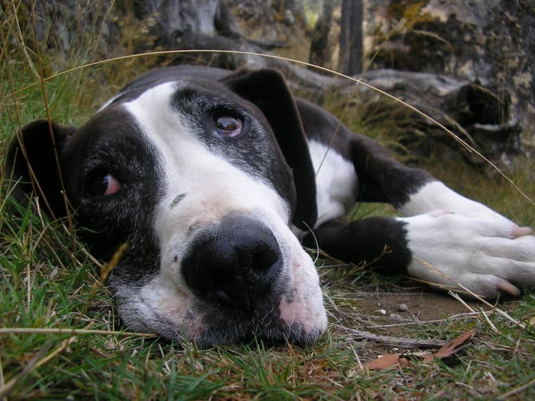 Free stock image of Dog Closeup created by Pixabay