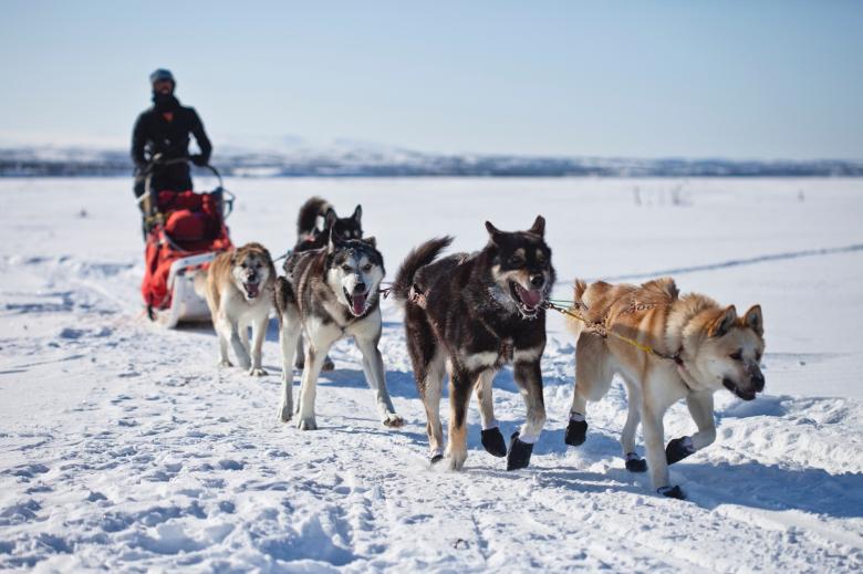 Free stock image of Riding the Dogs created by Pixabay