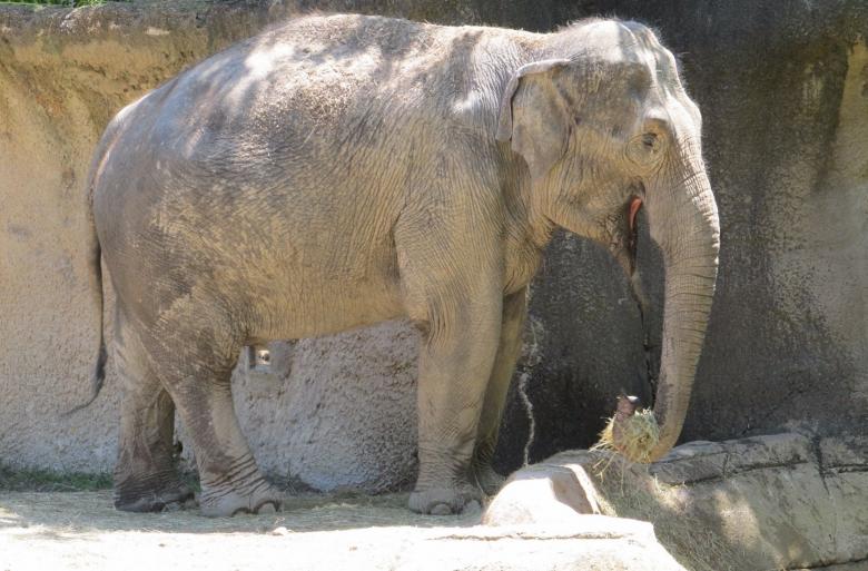 Free stock image of Elephant in the zoo created by Pixabay