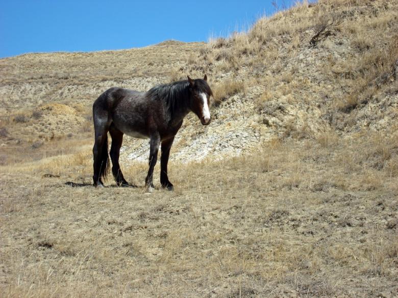 Free stock image of Feral Horse created by Pixabay