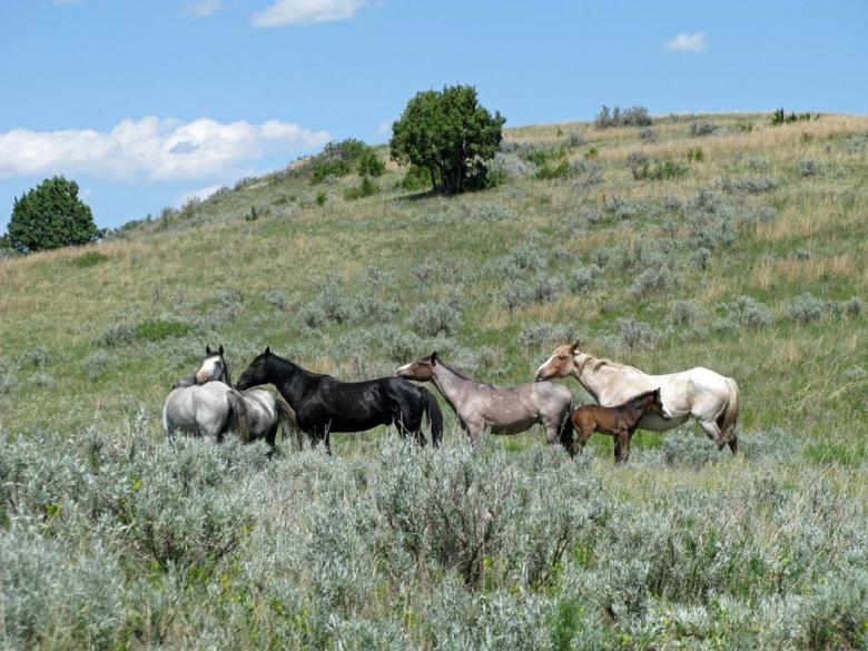 Free stock image of Feral Horses created by Pixabay