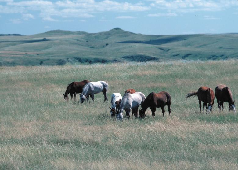 Free stock image of Feral Horses created by Pixabay