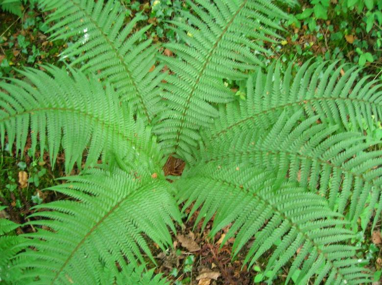 Free stock image of Fern in the Jungle created by Pixabay