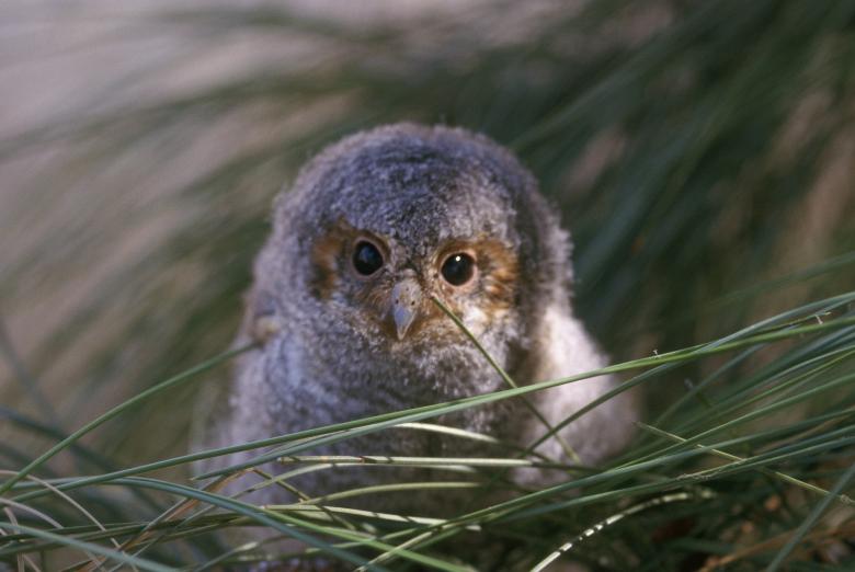 Free stock image of Flammulated Owl created by Pixabay