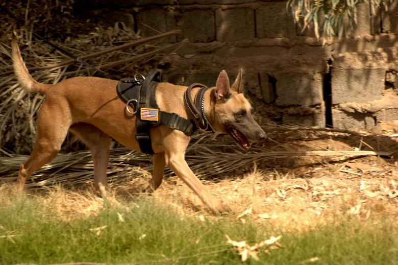 Free stock image of German Shepherd created by Pixabay