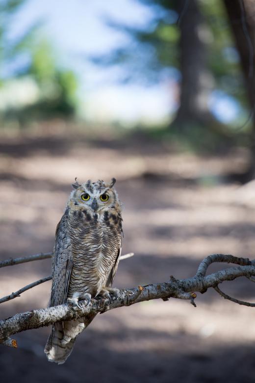 Free stock image of Great Horned Owl created by Pixabay
